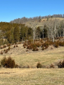 49.5 Acres for sale in Eidson Tennessee - image 11