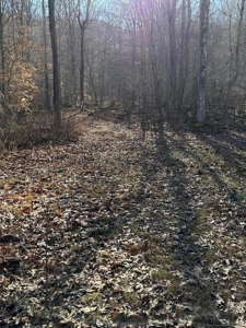 49.5 Acres for sale in Eidson Tennessee - image 35