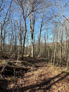 49.5 Acres for sale in Eidson Tennessee - image 30