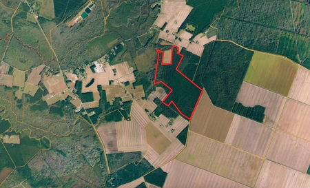247-Acre Woodland for Sale in NC - Prime Hunting Land - image 21