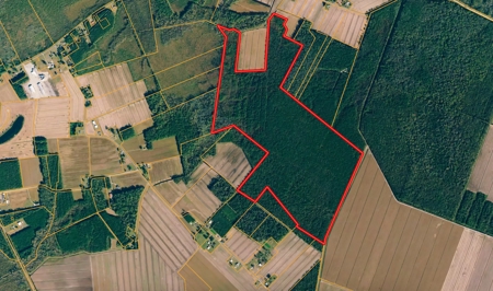 247-Acre Woodland for Sale in NC - Prime Hunting Land - image 1