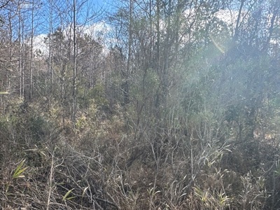 247-Acre Woodland for Sale in NC - Prime Hunting Land - image 12