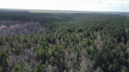 247-Acre Woodland for Sale in NC - Prime Hunting Land - image 3