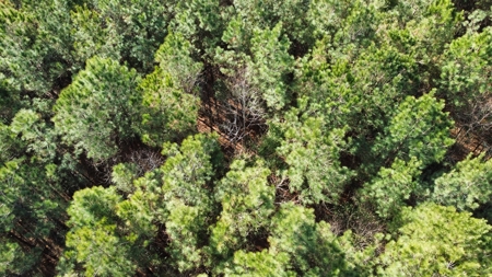 247-Acre Woodland for Sale in NC - Prime Hunting Land - image 11
