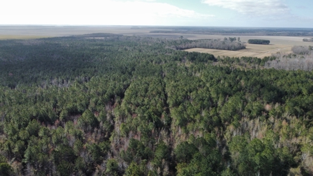 247-Acre Woodland for Sale in NC - Prime Hunting Land - image 5