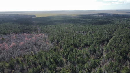 247-Acre Woodland for Sale in NC - Prime Hunting Land - image 9
