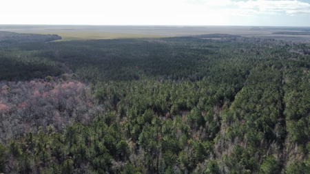 247-Acre Woodland for Sale in NC - Prime Hunting Land - image 4
