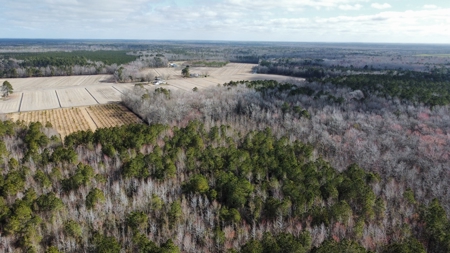 247-Acre Woodland for Sale in NC - Prime Hunting Land - image 7