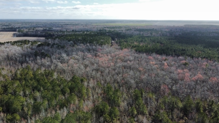 247-Acre Woodland for Sale in NC - Prime Hunting Land - image 8