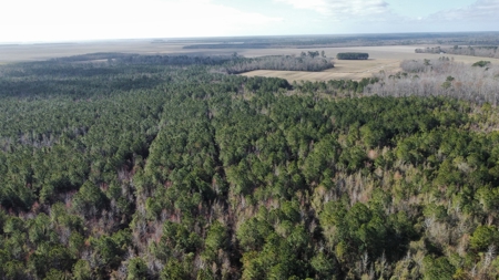 247-Acre Woodland for Sale in NC - Prime Hunting Land - image 10