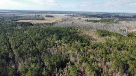 247-Acre Woodland for Sale in NC - Prime Hunting Land - image 6