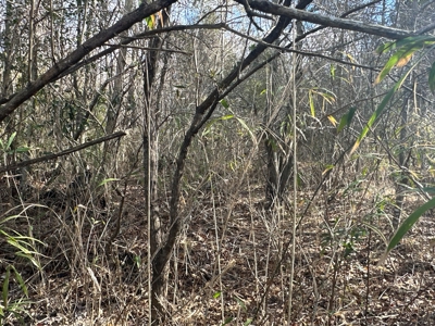 247-Acre Woodland for Sale in NC - Prime Hunting Land - image 15