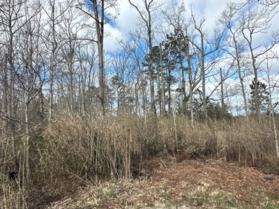 247-Acre Woodland for Sale in NC - Prime Hunting Land - image 17