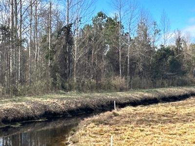 247-Acre Woodland for Sale in NC - Prime Hunting Land - image 14