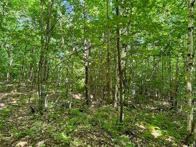 Big Acres with a Pond in Maine - image 13