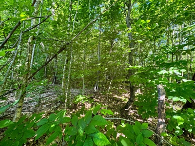 Big Acres with a Pond in Maine - image 11