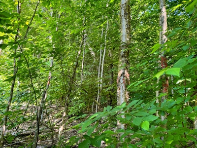 Big Acres with a Pond in Maine - image 9