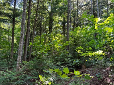 Big Acres with a Pond in Maine - image 19