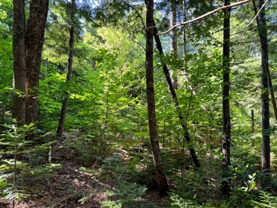 Big Acres with a Pond in Maine - image 20