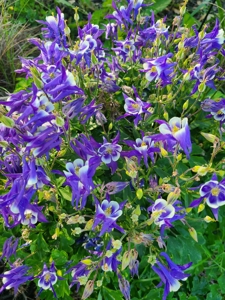 Country Home on Acreage For Sale Paola Kansas - image 30