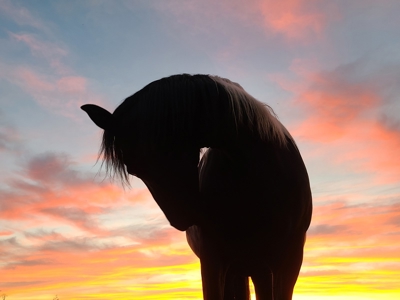 Country Home on Acreage For Sale Paola Kansas - image 29