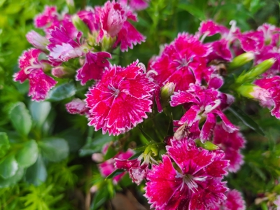 Country Home on Acreage For Sale Paola Kansas - image 31