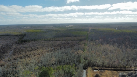 275-Acre Timberland for Sale in Tyrrell County, NC - image 5