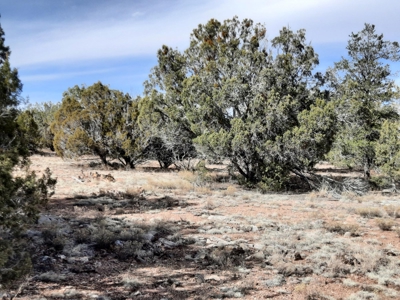 Nice Northern AZ off grid parcel. - image 8