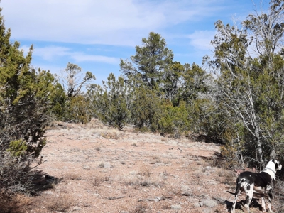 Nice Northern AZ off grid parcel. - image 7