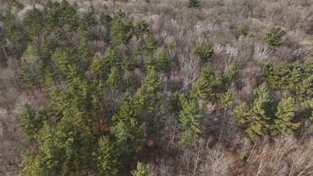 Affordable Hunting Land for Sale in Clark County, Wisconsin - image 15