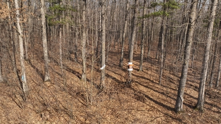 Affordable Hunting Land for Sale in Clark County, Wisconsin - image 21