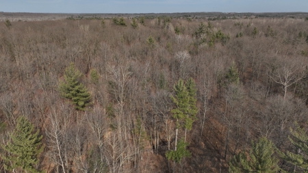 Affordable Hunting Land for Sale in Clark County, Wisconsin - image 24