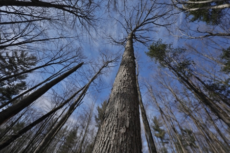 Affordable Hunting Land for Sale in Clark County, Wisconsin - image 12
