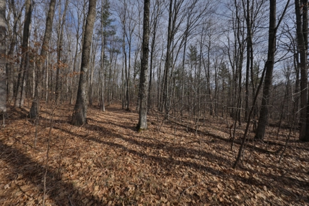 Affordable Hunting Land for Sale in Clark County, Wisconsin - image 7