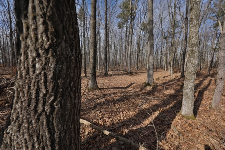 Affordable Hunting Land for Sale in Clark County, Wisconsin - image 9