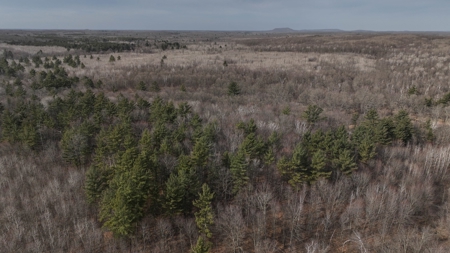 Affordable Hunting Land for Sale in Clark County, Wisconsin - image 27