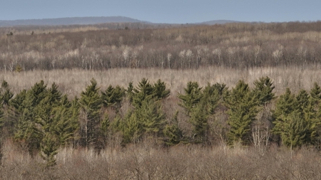 Affordable Hunting Land for Sale in Clark County, Wisconsin - image 5