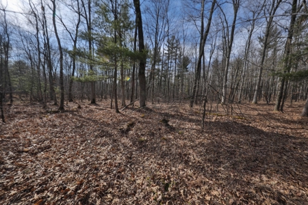Affordable Hunting Land for Sale in Clark County, Wisconsin - image 20