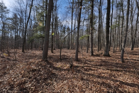 Affordable Hunting Land for Sale in Clark County, Wisconsin - image 14