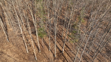 Affordable Hunting Land for Sale in Clark County, Wisconsin - image 22