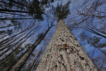 Affordable Hunting Land for Sale in Clark County, Wisconsin - image 13