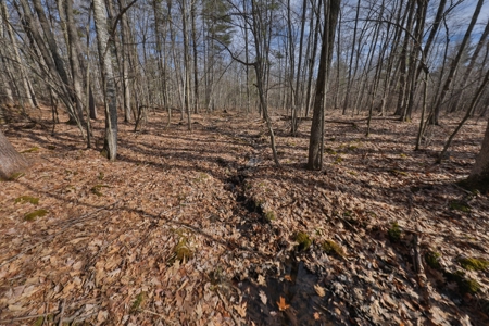Affordable Hunting Land for Sale in Clark County, Wisconsin - image 8