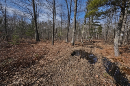 Affordable Hunting Land for Sale in Clark County, Wisconsin - image 19