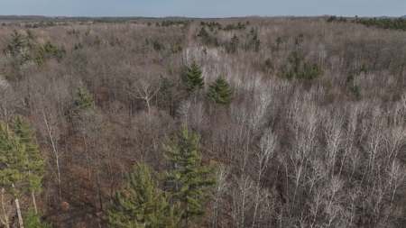 Affordable Hunting Land for Sale in Clark County, Wisconsin - image 25