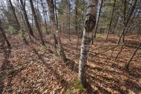 Hunting Camp for Sale in Clark County, Wisconsin - image 21