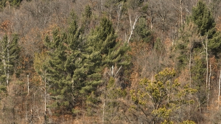 Hunting Camp for Sale in Clark County, Wisconsin - image 24