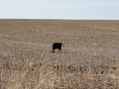 Land Auction 4 Quarters Gray County Kansas Farmland - image 14