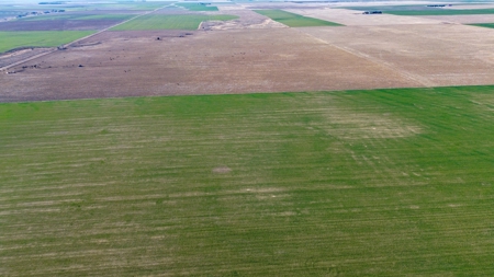 Land Auction 4 Quarters Gray County Kansas Farmland - image 4