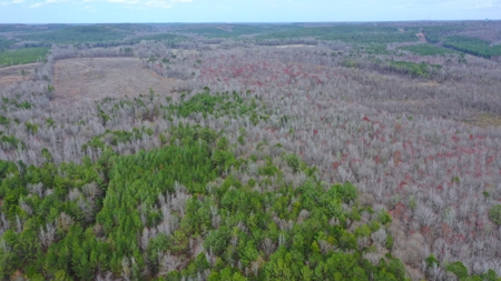 Bear Creek 530 - image 16