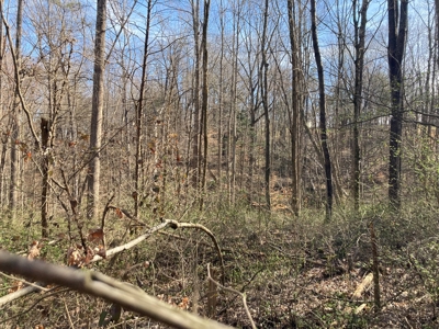 Unrestricted Lot near Barren River Lake - image 3
